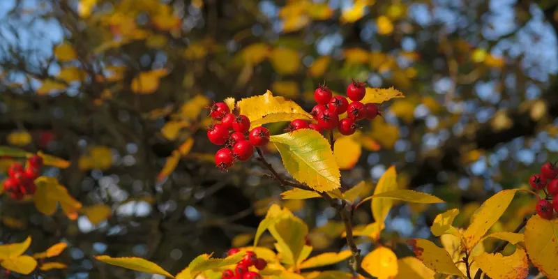 fibromyalgia remedy defined