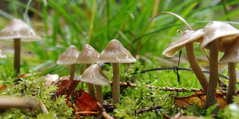 nail fungus summary
