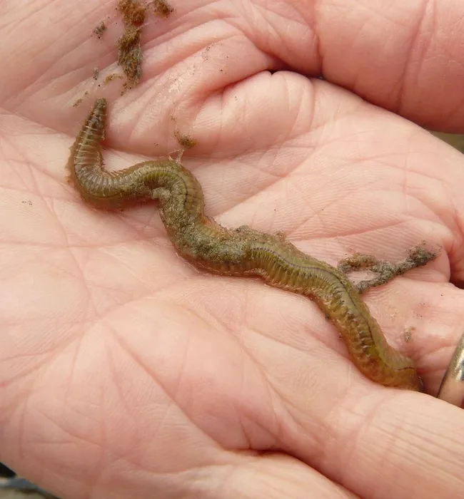 ringworm treatment website for sale