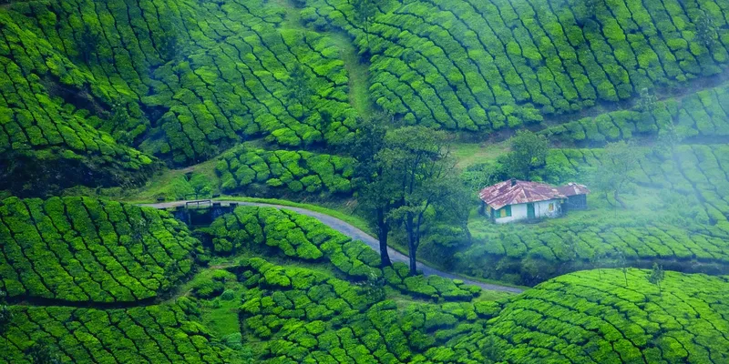 Green Tea Site For Sell Template green tea site for sell template