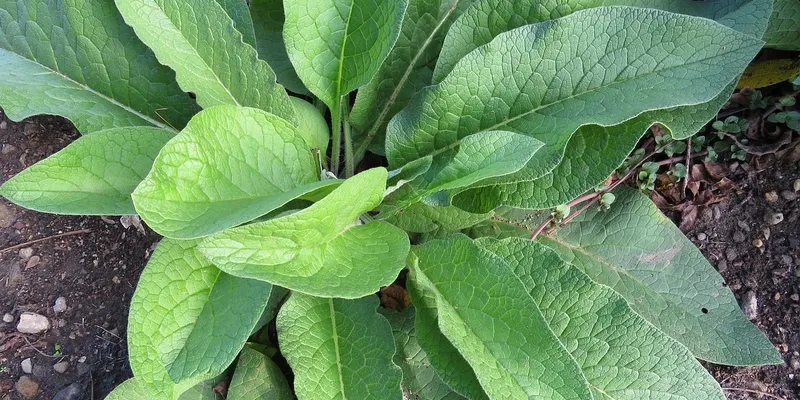 aloe remedies site for sell template