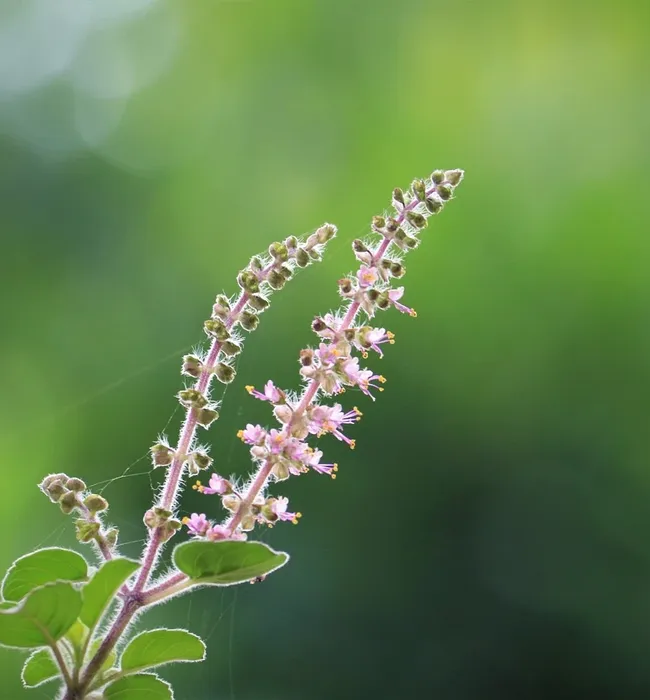 urticaria remedy website for sale
