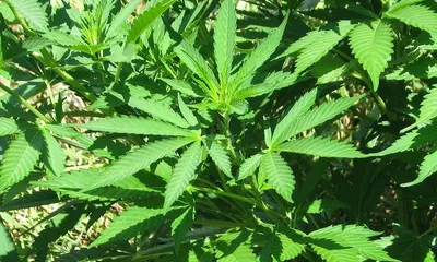 Precreated Quit Smoking Cannabis Website for Sale