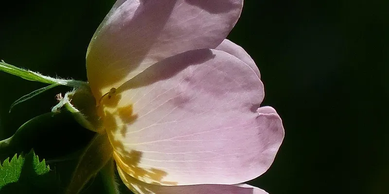 rosacea treatment summary