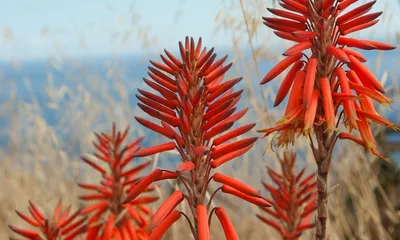 Done-for-you Aloe Remedies Website for Sale