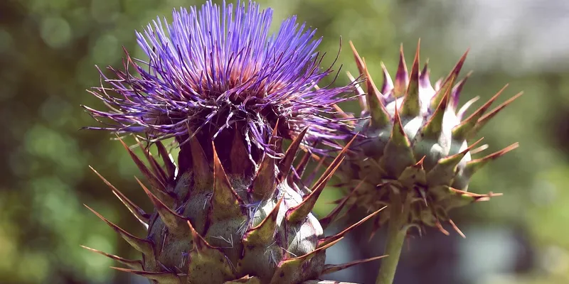 hypothyroidism remedies notes