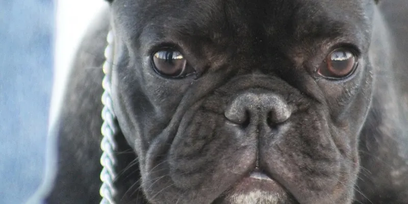 Dog Training Site For Sell Template dog training site for sell template