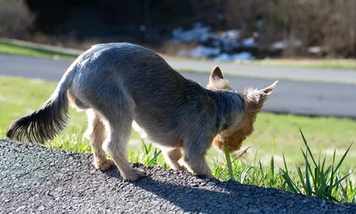 Pre-designed Dog Training Website for Sale