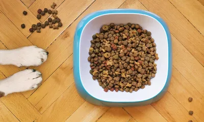 Ready-to-go Healthy Dog Food Website for Sale