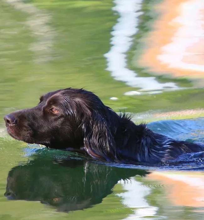 Pre-designed Dog Training Website for Sale dog training website for sale
