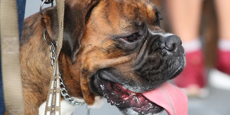 Dog Training Notes dog training notes