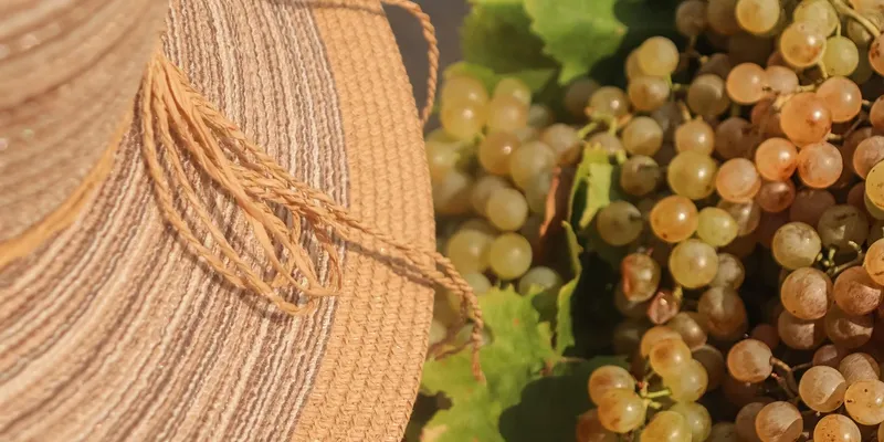 wine making site for sell template