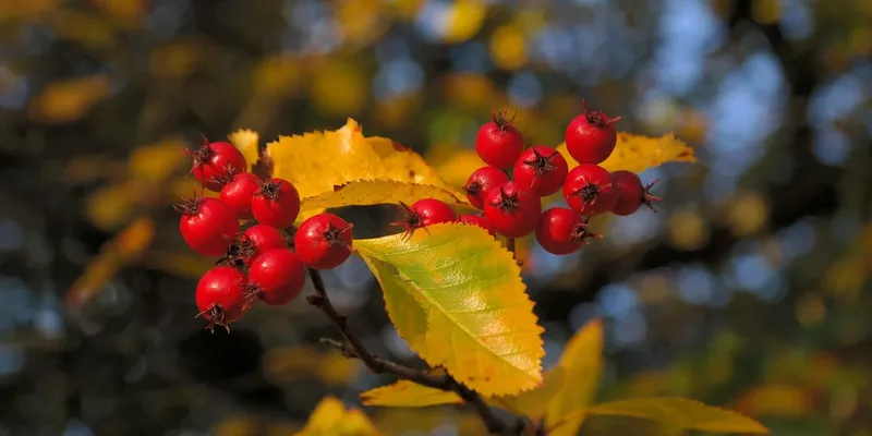 lipoma remedy info