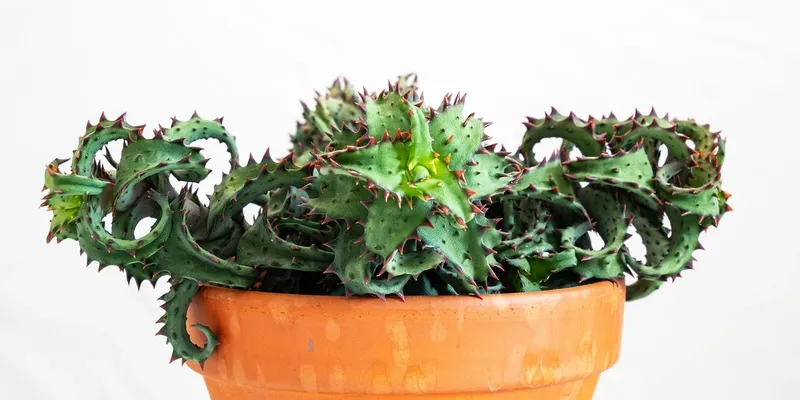 aloe remedies defined