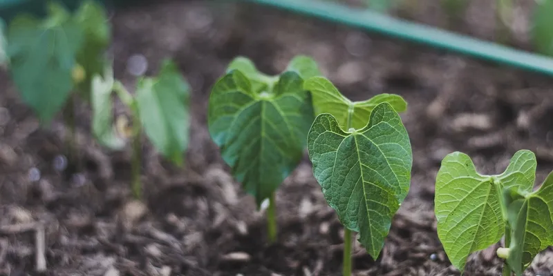 Vegetable Site For Sell Template vegetable site for sell template